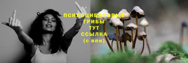 стафф Алзамай